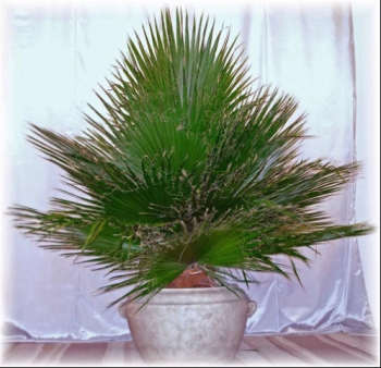 image of preserved palm tree